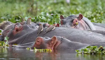 LAGO NAIVASHA / MASAI MARA