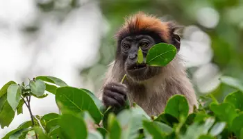 KIBALE / P N QUEEN ELIZABETH