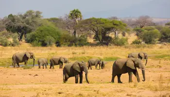 PARQUE NACIONAL DE RUAHA