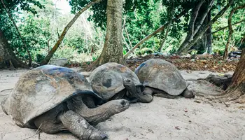 ISLA DE ST. ANNE/CURIEUSE