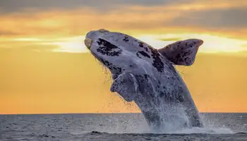 PUERTO MADRYN (PENÍNSULA VALDÉS)