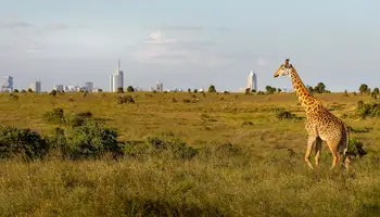 NAIROBI