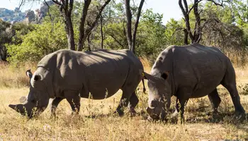 ROVOS RAIL/PARQUE NACIONAL DE MATOBO/ROVOS RAIL