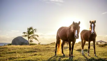 SAN JUAN / PASEO A CABALLO / SAN JUAN