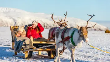 LUOSTO: SAFARI EN TRINEO DE RENOS