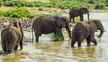 PARQUE NACIONAL QUEEN ELIZABETH