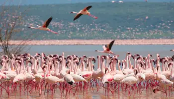 P. N. ABERDARE / P. N. LAGO NAKURU