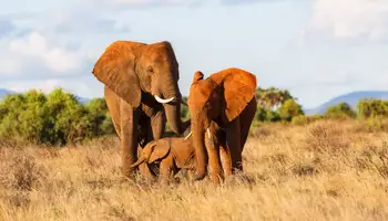 NAIROBI / R. N. SAMBURU