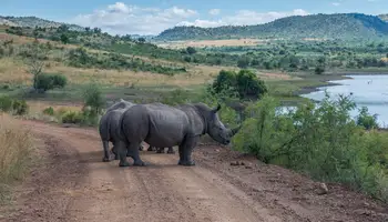 JOHANNESBURGO / PARQUE NACIONAL DE PILANESBERG