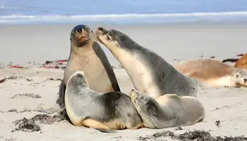 ADELAIDA / KANGAROO ISLAND