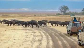 JOHANNESBURGO/MPUMALANGA/ÁREA KRUGER (RESERVA PRIVADA)