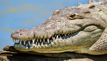 P N TORTUGUERO/CARIBE SUR