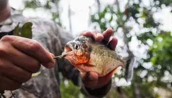 CRUCERO EN EL AMAZONAS (RIO MARAÑÓN / SAN REGIS / LAGO SHIRIYACU)
