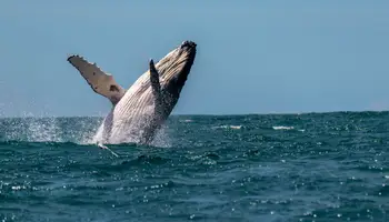 KAIKOURA/CHRISTCHURCH (183 KM)