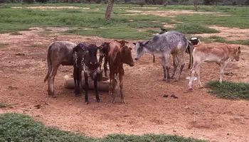 PORTO NOVO / GOSSOUÉ / COVÈ