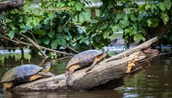 PN TORTUGUERO