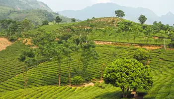 NGHIA LO / TU LE / MU CANG CHAI ( TREKKING 2 HRS APROX)