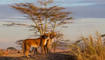 KARATU / P. N. SERENGETI