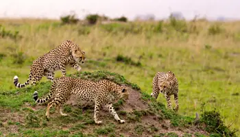 P. N. TARANGIRE / LAGO MANYARA / ARUSHA