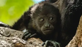 PN VOLCÁN ARENAL/REFUGIO DE VIDA SILVESTRE RESERVA CONCHAL