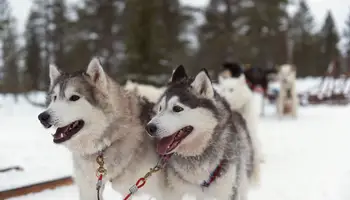MUONIO: VISITA A LA GRANJA DE HUSKIES Y EXCURSIÓN EN BUSCA DE AURORAS BOREALES
