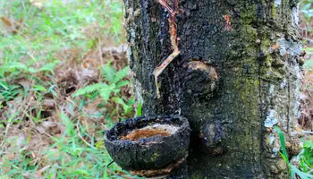 MEDAN / BUKIT LAWANG