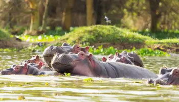 P. N. LAGO NAKURU / LAGO NAIVASHA / R. N. MASAI MARA