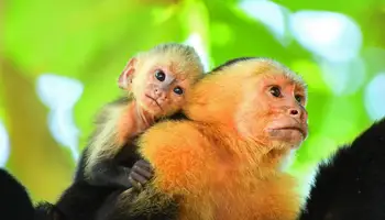 RESERVA BIOLÓGICA DE MONTEVERDE/P N MANUEL ANTONIO