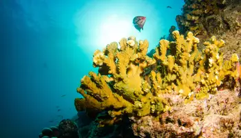 LOS CABOS/ PARQUE MARINO CABO PULMO / LOS CABOS