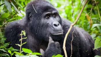 P. N. BWINDI (TREKKING DE GORILAS DE MONTAÑA)