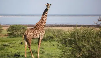 P. N. TARANGIRE / P. N. MANYARA / KARATU