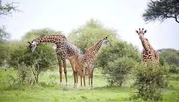 P. N. SERENGETI / P. N. TARANGIRE