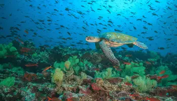 GALÁPAGOS (PLAYA GARRAPATERO, LOS GEMELOS Y RANCHO EL CHATO II)