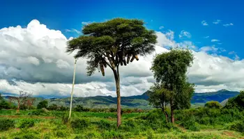 ADDIS ABEBA / ARBAMINCH