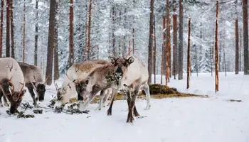 ROVANIEMI: EXCURSIÓN OPCIONAL CUENTO DE NAVIDAD DE JOULUKKA Y GRANJA DE RENOS