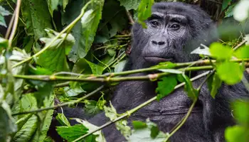 FORT PORTAL / P. N. KIBALE / PARQUE NACIONAL QUEEN ELIZABETH