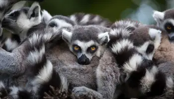 ANTANANARIVO / P. N. ANDASIBE