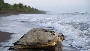 SAN JOSÉ / PARQUE NACIONAL TORTUGUERO
