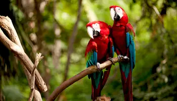 CRUCERO AMAZONAS/IQUITOS/LIMA