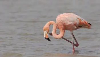 GALÁPAGOS (ISLA SAN CRISTÓBAL: LA GALAPAGUERA / CERRO BRUJO)