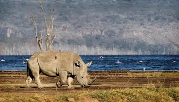 NAIROBI / P N LAGO NAKURU O LAGO NAIVASHA