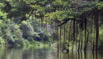 CRUCERO AMAZONAS (YANAYACU DE PUCATE / LAGUNA JAPÓN / YANAYAQUILLO / SAN REGIS / PARQUE NATURAL AMAZONICO)