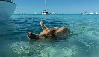 NASSAU (ROSE ISLAND)