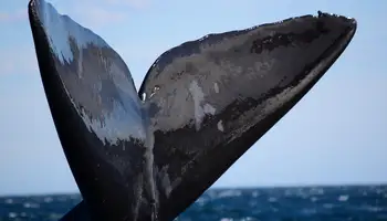 PUERTO MADRYN (PENÍNSULA VALDÉS)