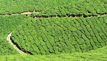 CRUCERO “ABN CHARAIDEW II / SUKAPHA” (PARQUE NACIONAL KAZIRANGA / BISWANATH)