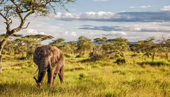 ÁREA DE NGORONGORO / P. N. SERENGETI
