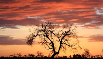 JOHANNESBURGO / MPUMALANGA / ÁREA KRUGER (RESERVA PRIVADA)