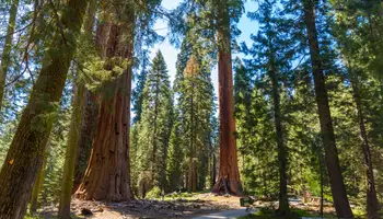 FRESNO/SEQUOIA-KINGS CANYON NATIONAL PARK/BAKERSFIELD (275 KM)
