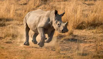 RESERVA MADIKWE