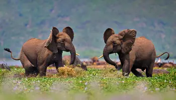 PARQUE NACIONAL QUEEN ELIZABETH